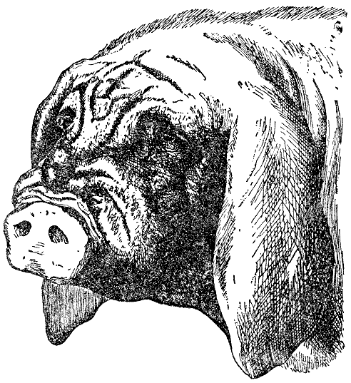 Рис. 2. Голова японской или маскированной свиньи (из статьи Бартлетта в «Proc. Zoolog Soc»., 1861 г., стр. 261).