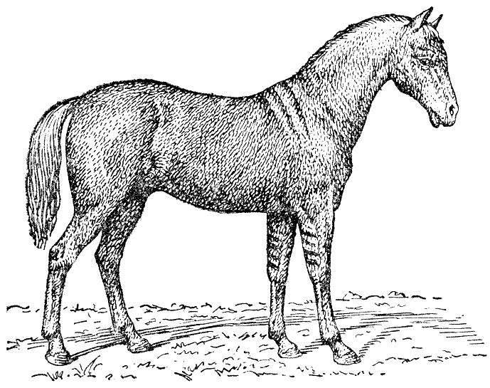 Рис. 1. Соловый девонширский пони с полосами на плечах, по хребту и на ногах.